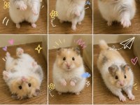 Antalya Da Adrese Aynı Gün Teslim Hamster