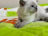 Blue point ve british shorthair