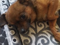 Canım chihuahua köpeğim