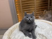 Britsh shorthair iki aylık