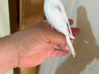 29 GÜNLÜK KONUŞTURMALIK BEBEK MUHABBET KUŞU