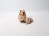 Sivri burun pomeranian