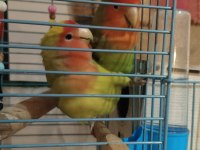 Acil sevda papağanı