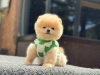 Sağlık Ve Irk Garantili Pomeranian Boo Yavru
