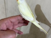 30 GÜNLÜK CREMİO DİŞİ BEBEK MUHABBET KUŞU