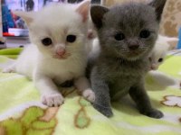 Uyguna verilecek british shorthair kediler