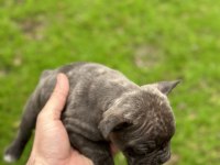 Yeni french bulldog yavrular
