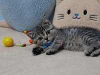 Scottish Straight Tabby Erkek Bebeğim