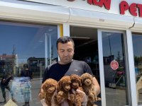 Toy Poodle yavrular hazır Ankara mağazamızda  görün 