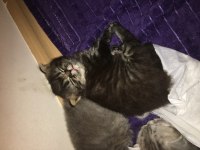 British longhair yavrular