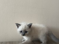 4 British Shorthair Yavru Kedi