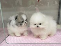POMERANİAN TEDDY YAVRULAR