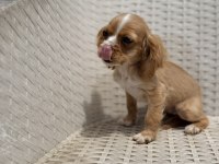 COCKER YAVRU KÖPEĞİMİZ SAKARYA