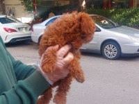 şahane güzel poodle