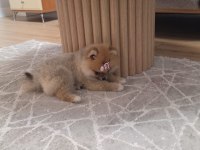 5 aylık pomeranian köpekler