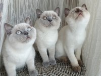 Sakin ve uysal british shorthair yavrular