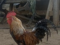 Aile takım horoz ve tavuklar