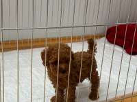 Üretim ruhsatlı evimizden wc eğitimli toy poodle