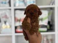 Aşılı Çiş Eğitimli Orjinal Toy Poodle Bebekler