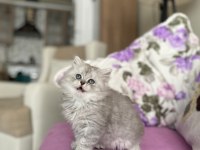 2 aylık erkek british longhair