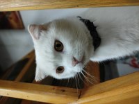 Scottish Fold