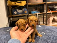 Toy poodle yavru 2 aylık