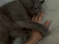 Erkek british shorthair