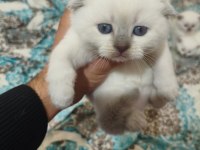 Acil Sahiplendirme Scottish Fold Kediler