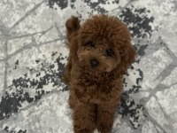 75 Günlük Teacup Poodle