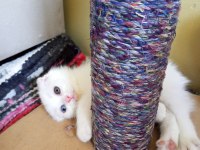 Pofuduk scottish fold white