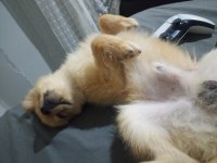 uysal küçük ırk köpeğimiz