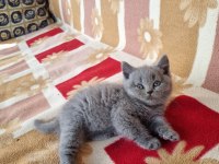Kalbinizi Çalmaya Hazır Mavi Gözlü Bir Scottish Fold