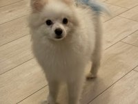 Pomeranian köpeğimizi ücretli veriyoruz