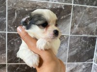 Minyatür orjinal morkie yavrular