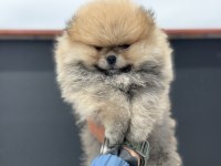 Tea cup pomeranian  yavrularımız ziyarete açık