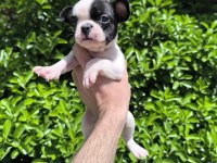 Çok Sevimli ve Oyuncu French Bulldog Yavrularım