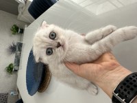 Scottish fold kedimize sevgi ile büyütecek aile arıyoruz