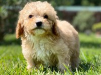 İpeksi Tüylü Neşe Küpü Maltipoo Yavruları