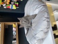 En uygunu en güzeli british shorthair