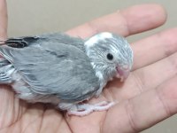 Siyah beyaz beşiktaş cep papağanı