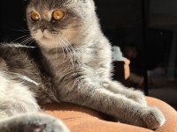 Scottish fold sağlık sebeplerinden dolayı sahiplendiriyorum