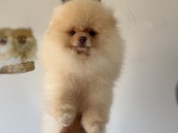 Fcı export sçr belgeli pomeranian boo yavrumuz