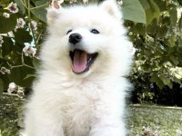 KARBEYEZ SAMOYED YAVRULARIMIZ