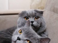 Scottish fold ve British Shorthair kedilerim