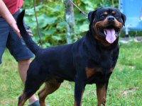Şecereli şampiyon rottweiler yavrular