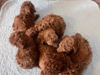 Efsane poodle yavrularımız