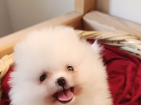 POMERANİAN BOO BEBEKLER KALİTENİN ADRESI