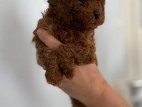 Maltipoo sevimli patiler orijinal ev doğumlu