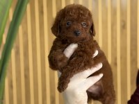REFERANS YAVRU POODLE