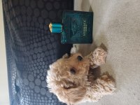 Bir avuç maltipoo mutluluk